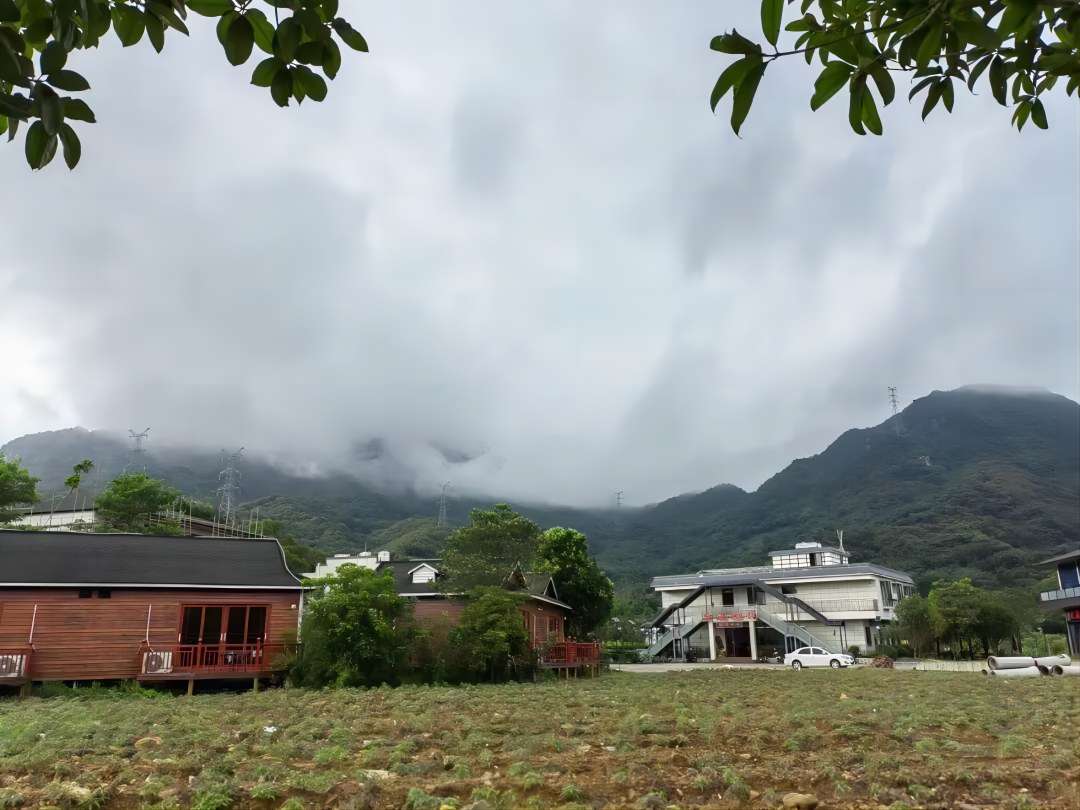 廣東建院三下鄉繪夢實踐隊——茶園勞動增體驗 采茶制茶學真知